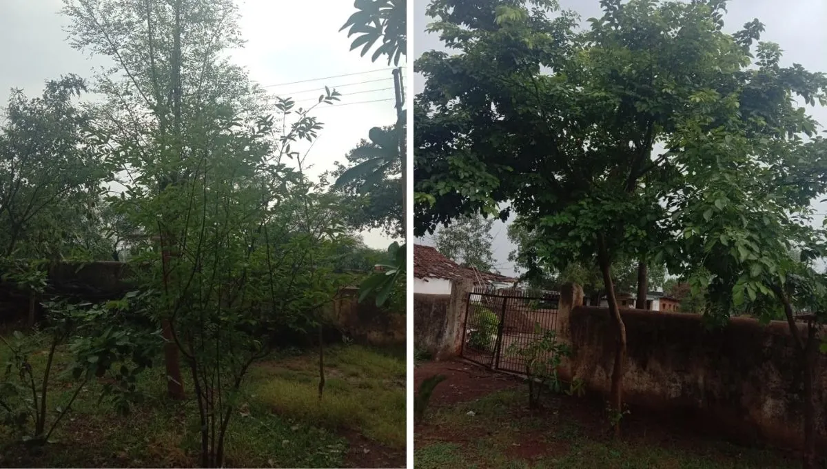 Plantation in Chhattisgarh