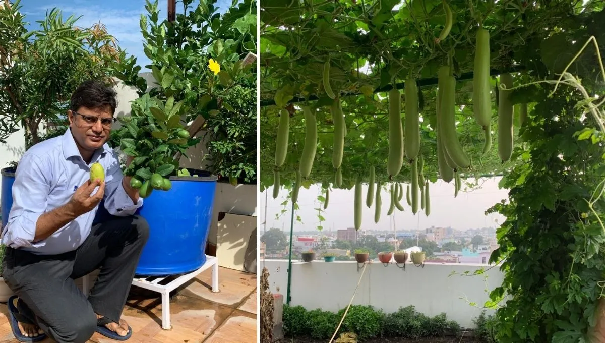 Organic Farming on Terrace