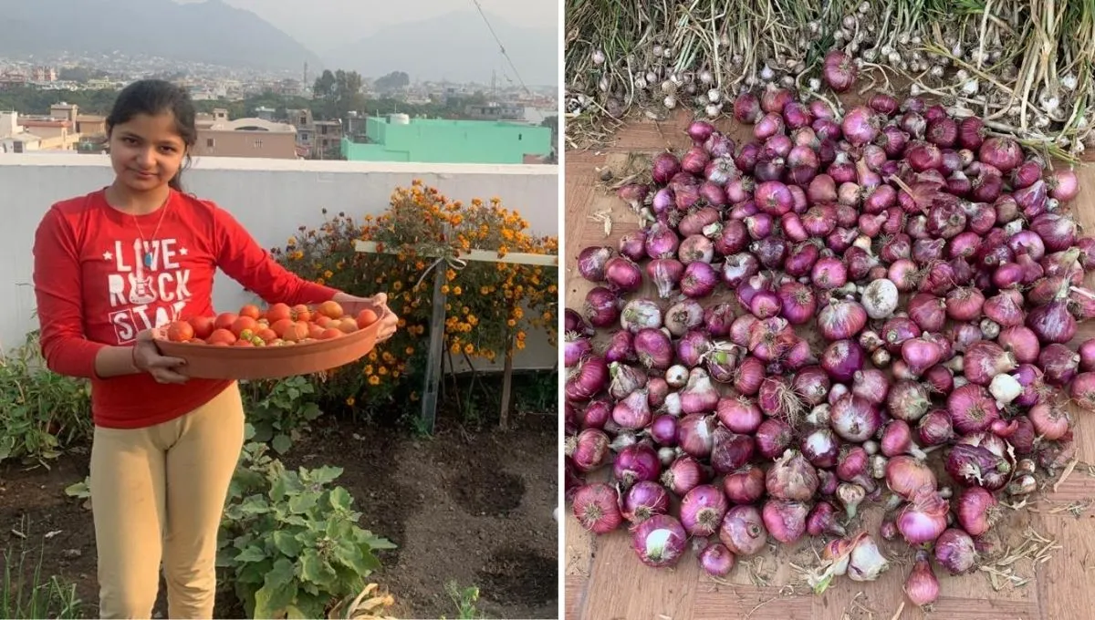 Growing Onions on Terrace 