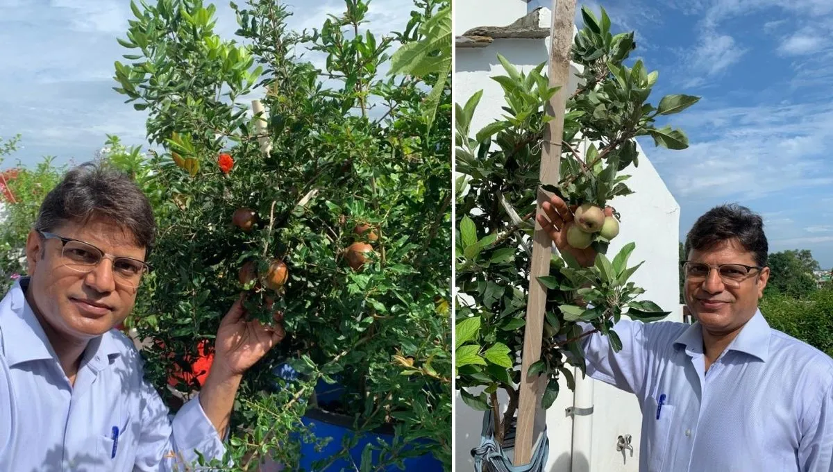 Growing Pomegranate and Apples on Terrace