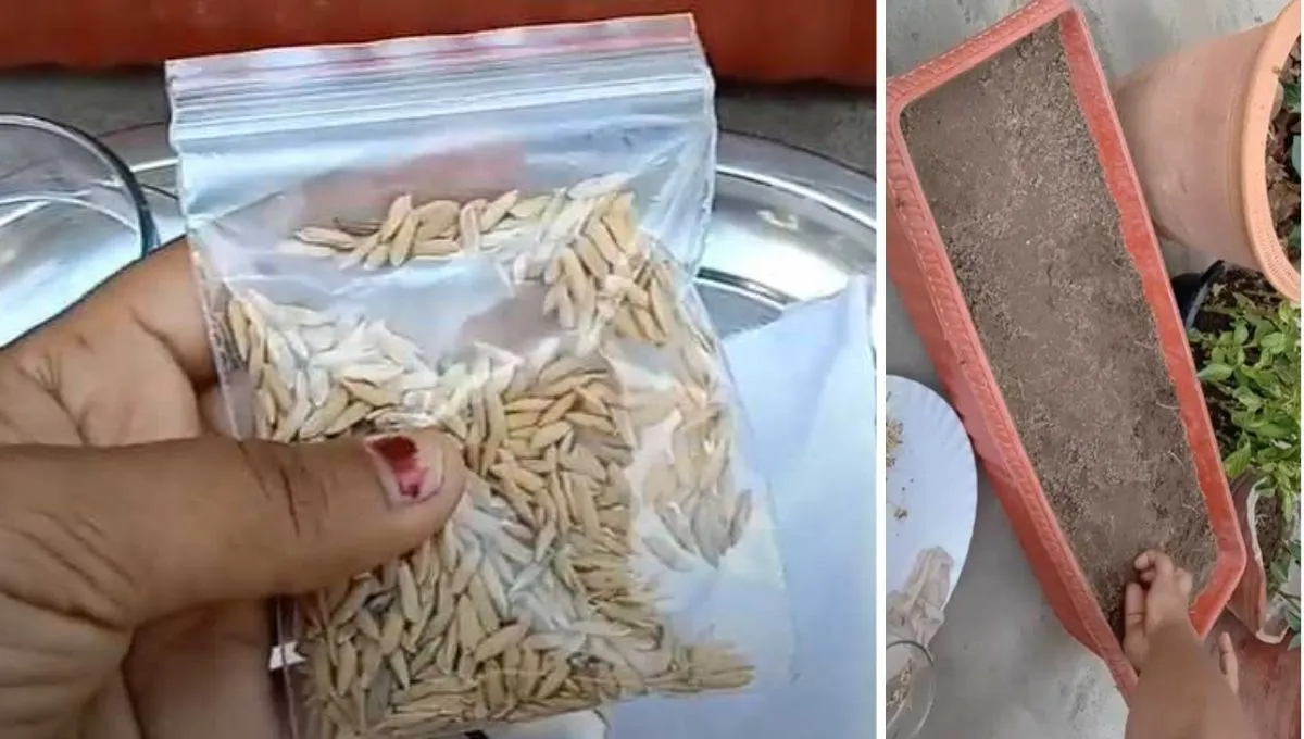 rice seeds for planting