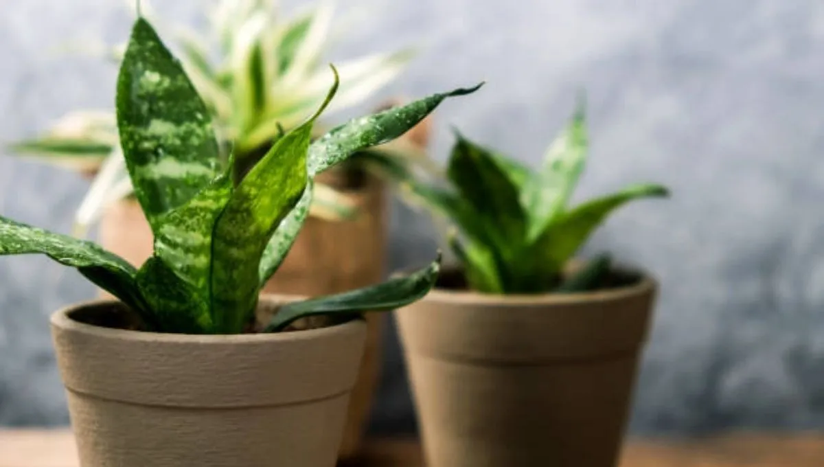 Snake Plant in pot