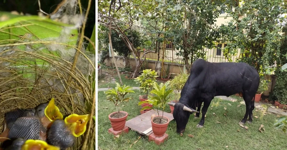Birds Nest and Bull eating grass