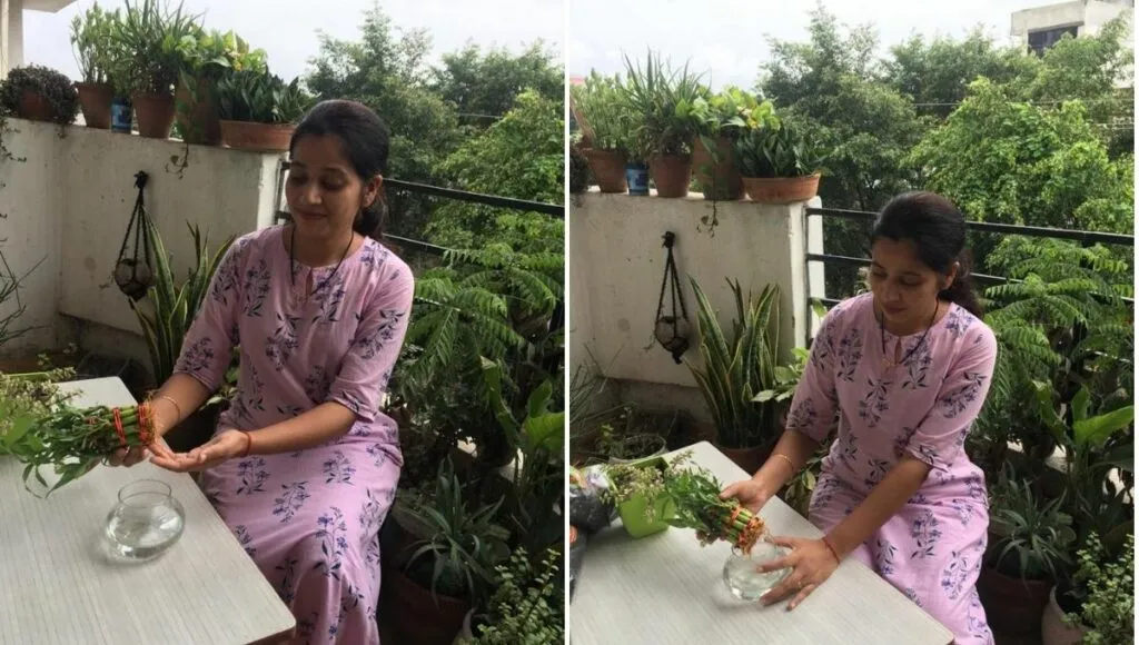 Lucky bamboo in water