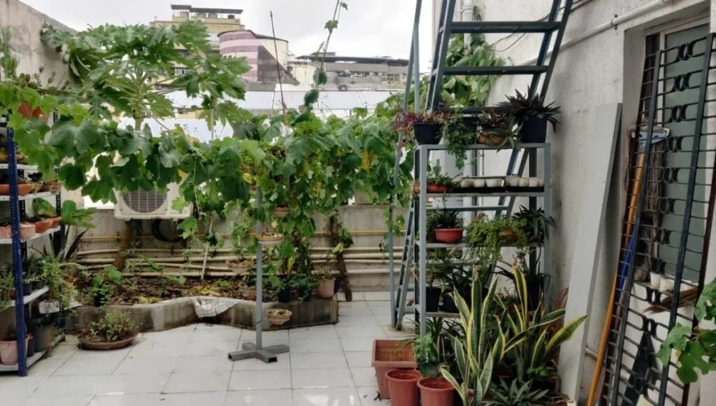 3 layer farming