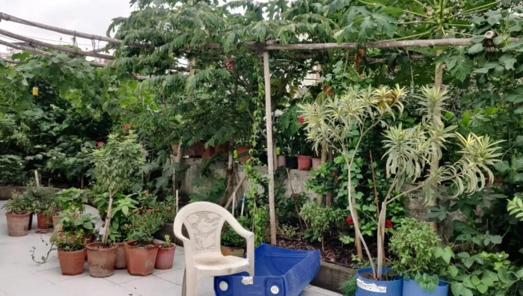 terrace vegetable garden
