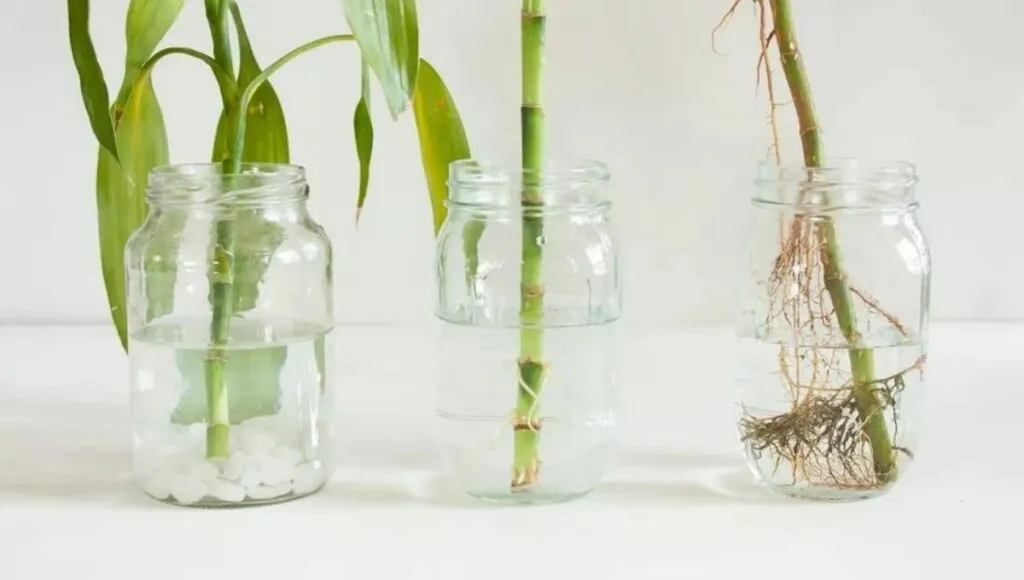 lucky bamboo plant benefits