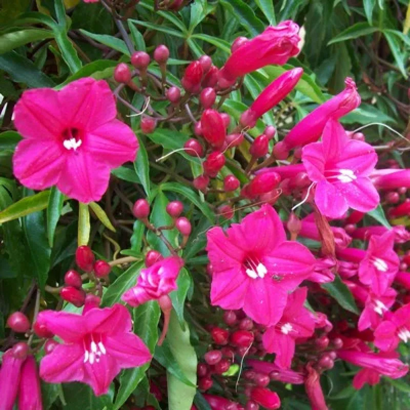crimson epomia