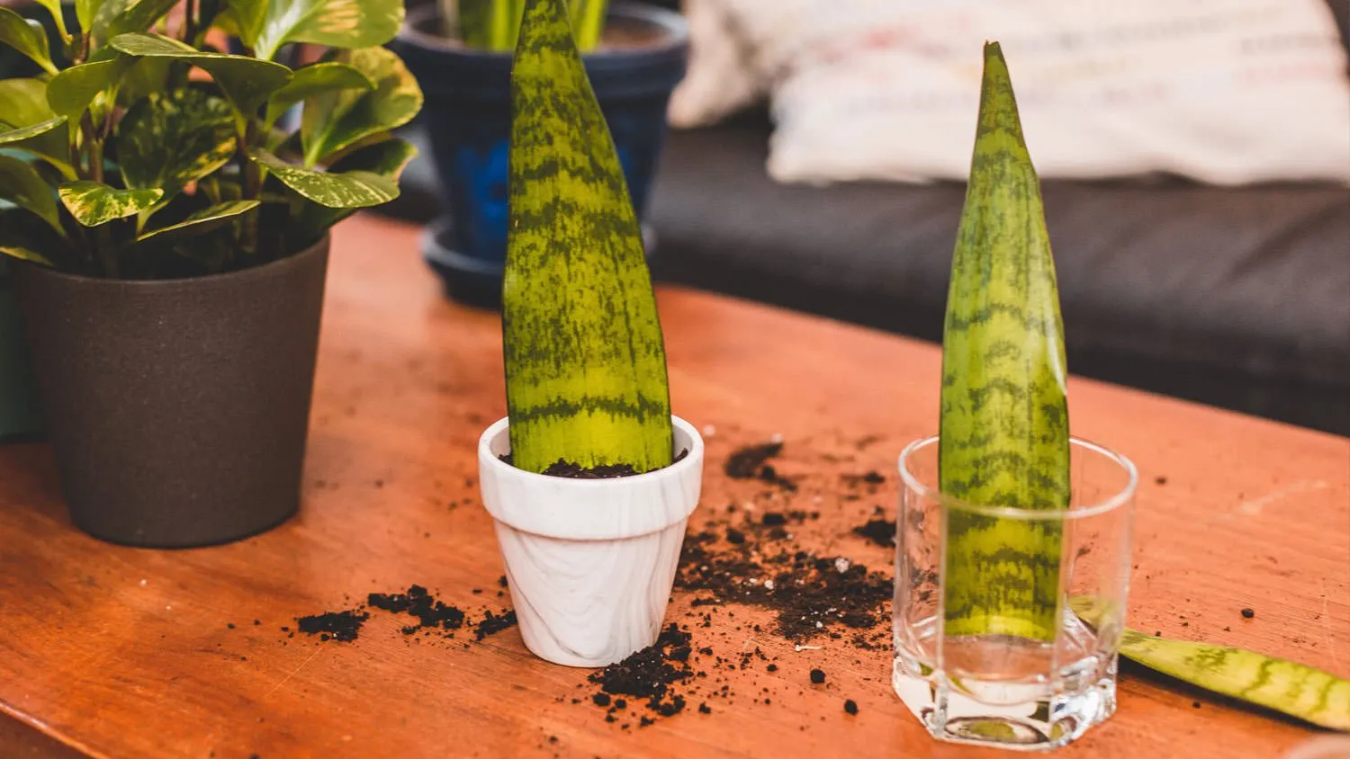 Propagate Snake Plant in Water and Soil
