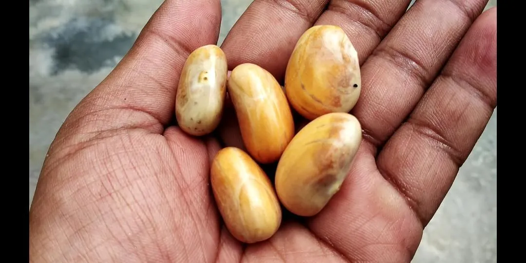 Jackfruit Seeds