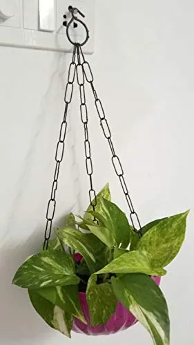 Money Plant