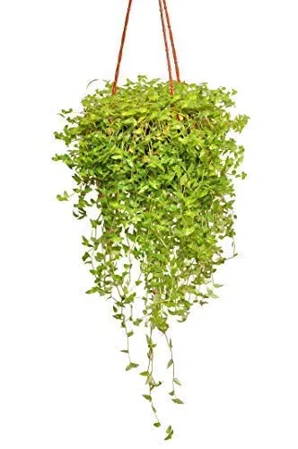 Turtle Vine