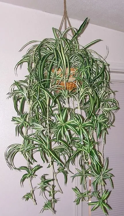 Spider Plant