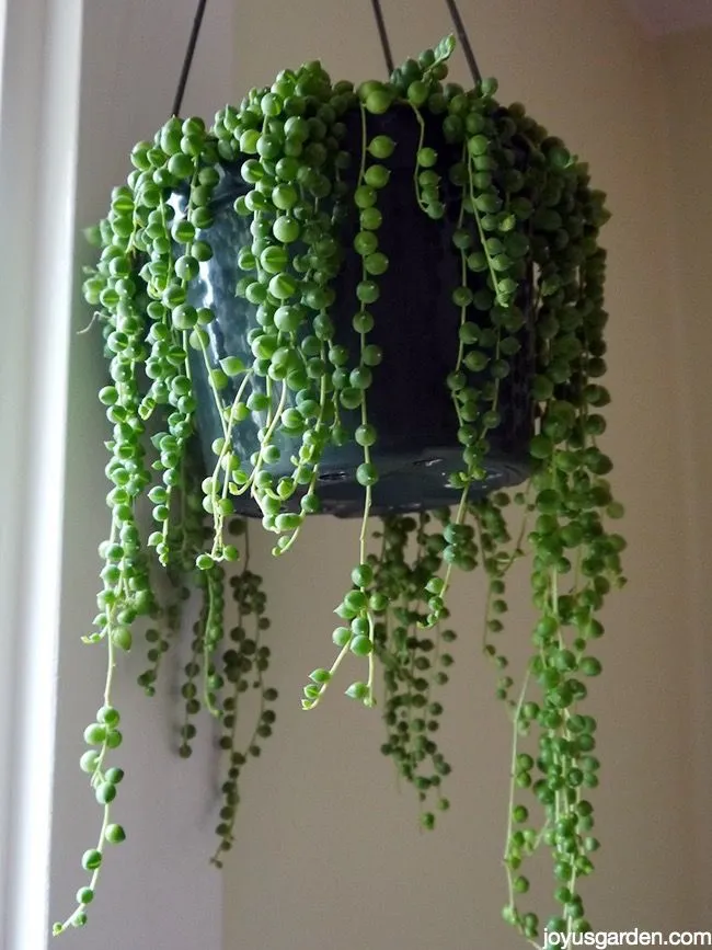 String of Pearls 