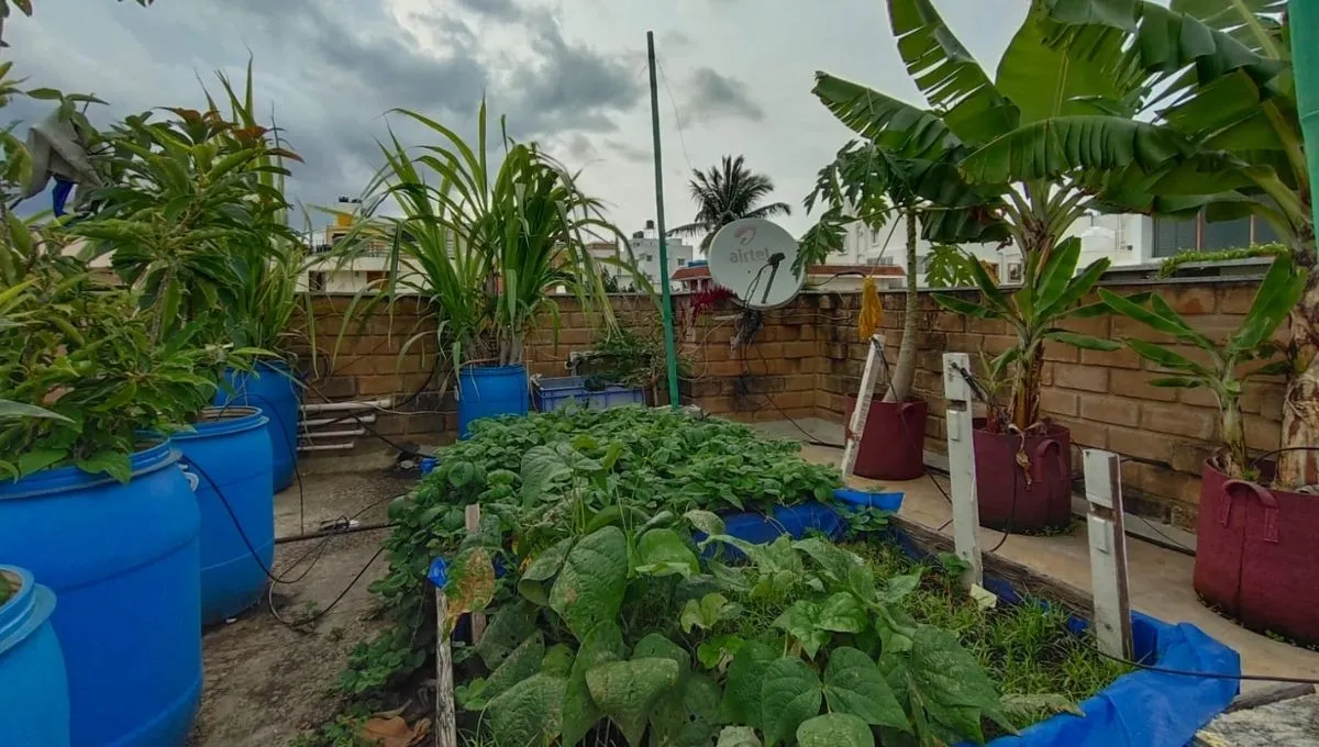 Growing vegetables and fruits on rooftop 