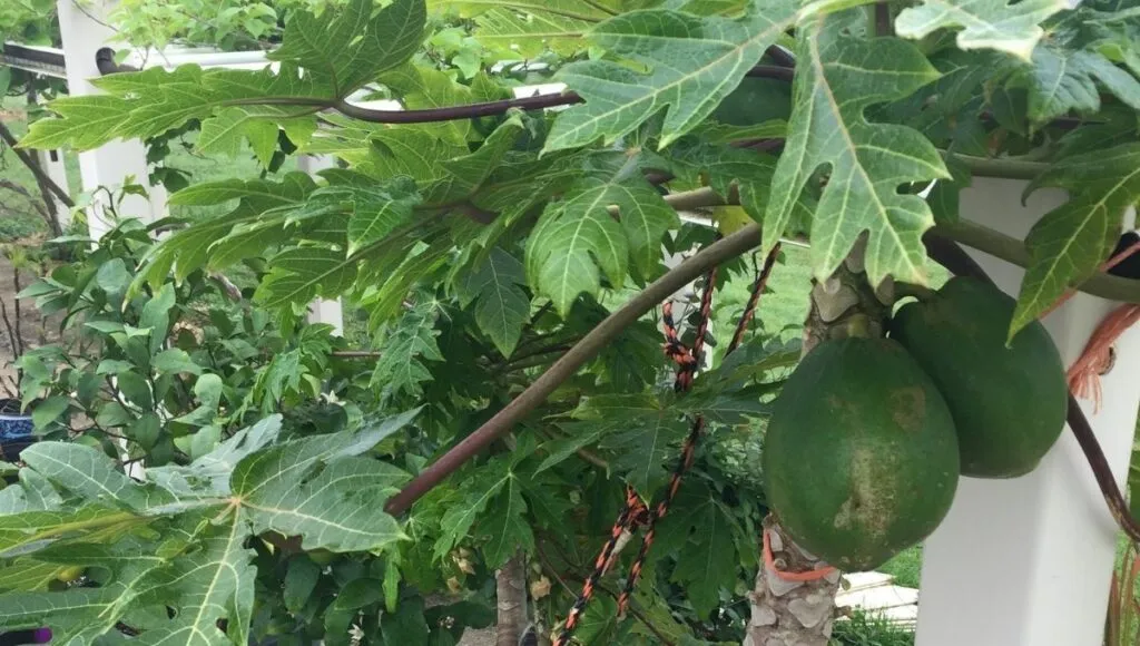 growing papaya