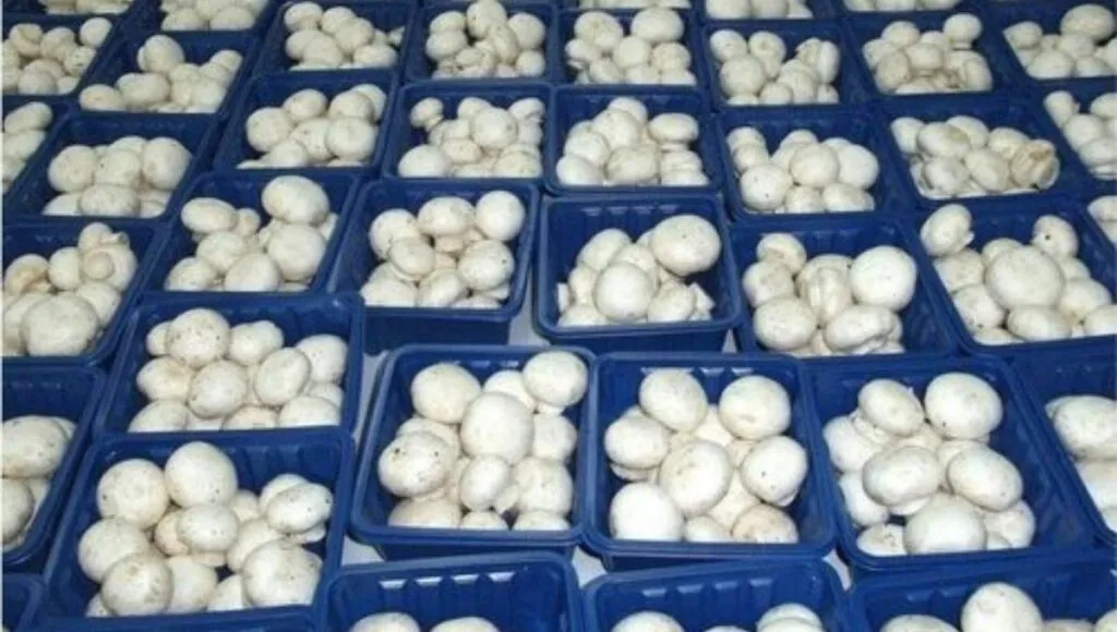 mushroom farming business