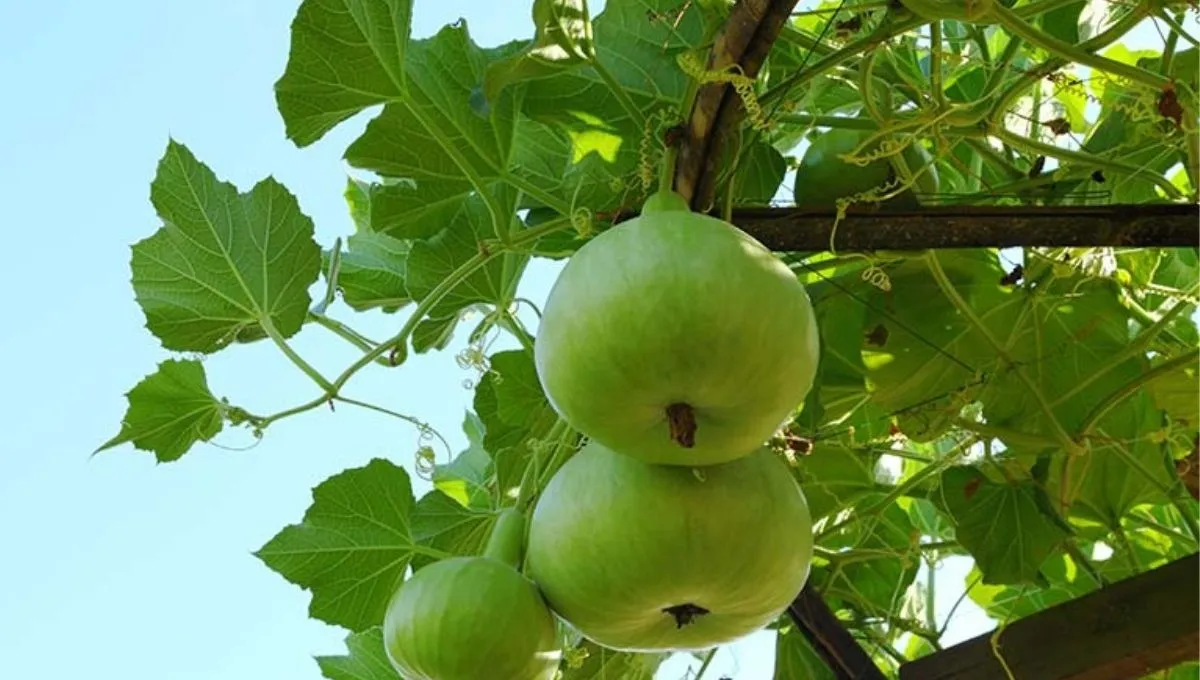 Round Gourd