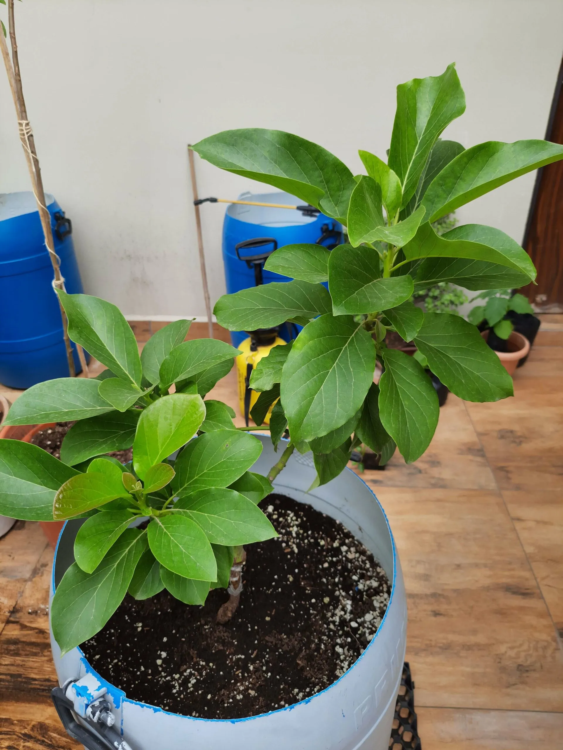Grow Avocado in Conatiner 