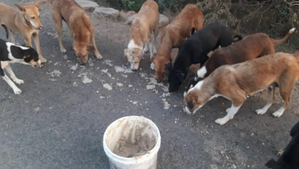 stray dogs eating food
