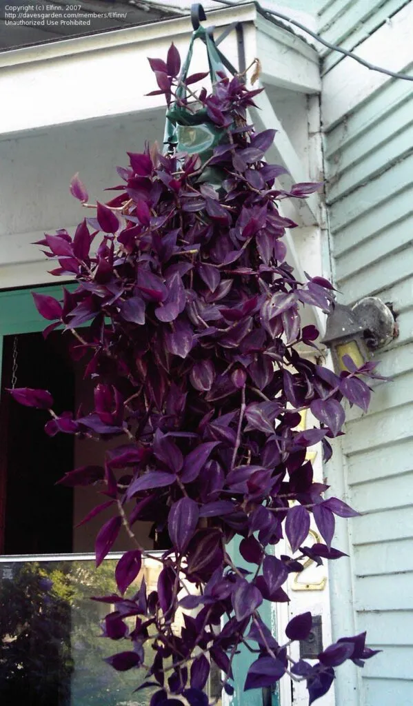 Wandering Jew