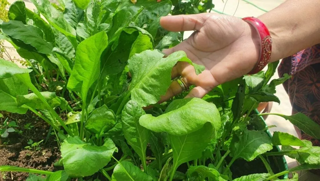 spinach plant at home