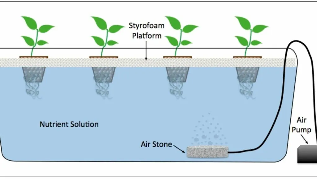 Deep water culture (DWC)