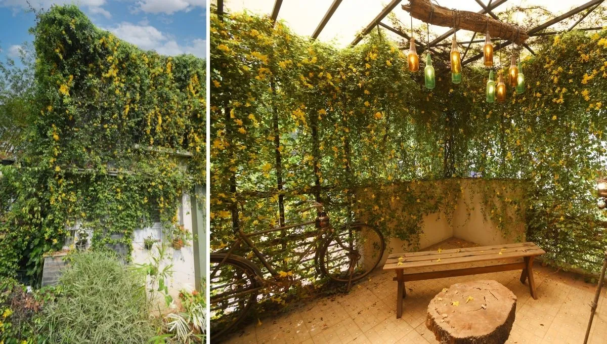 Vines and creepers in house 