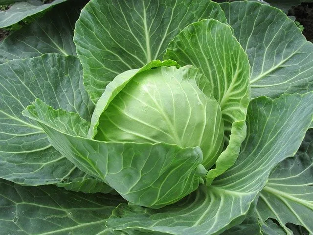 Cabbage 