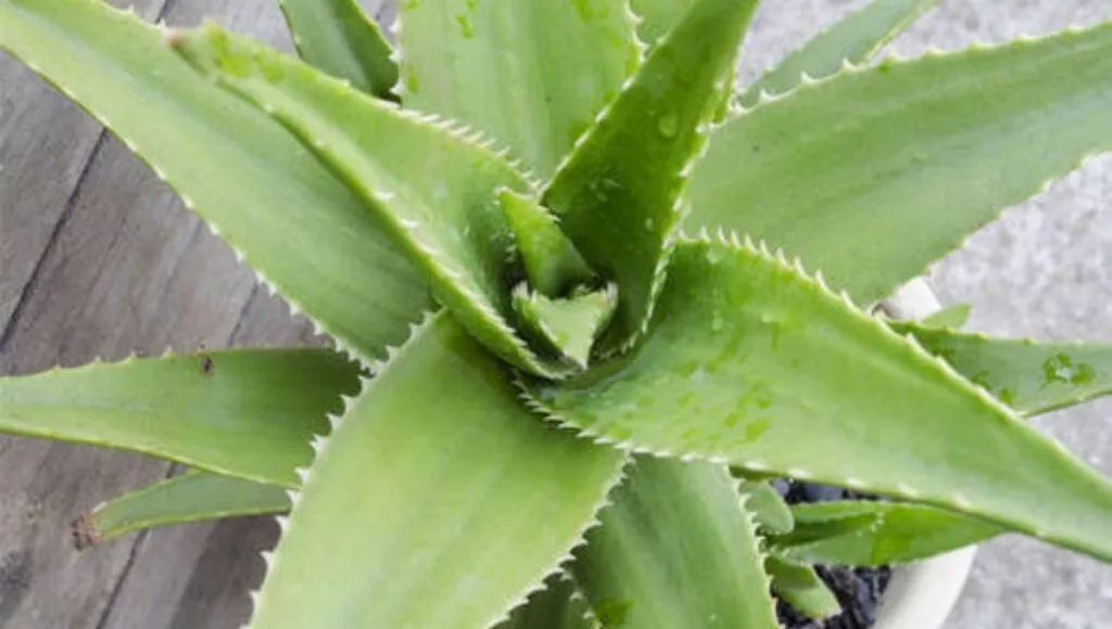 Grow aloe Vera 