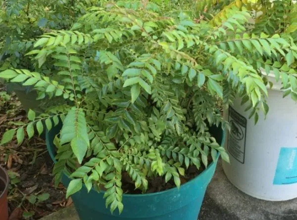 Growing Curry Leaf Plant in balcony