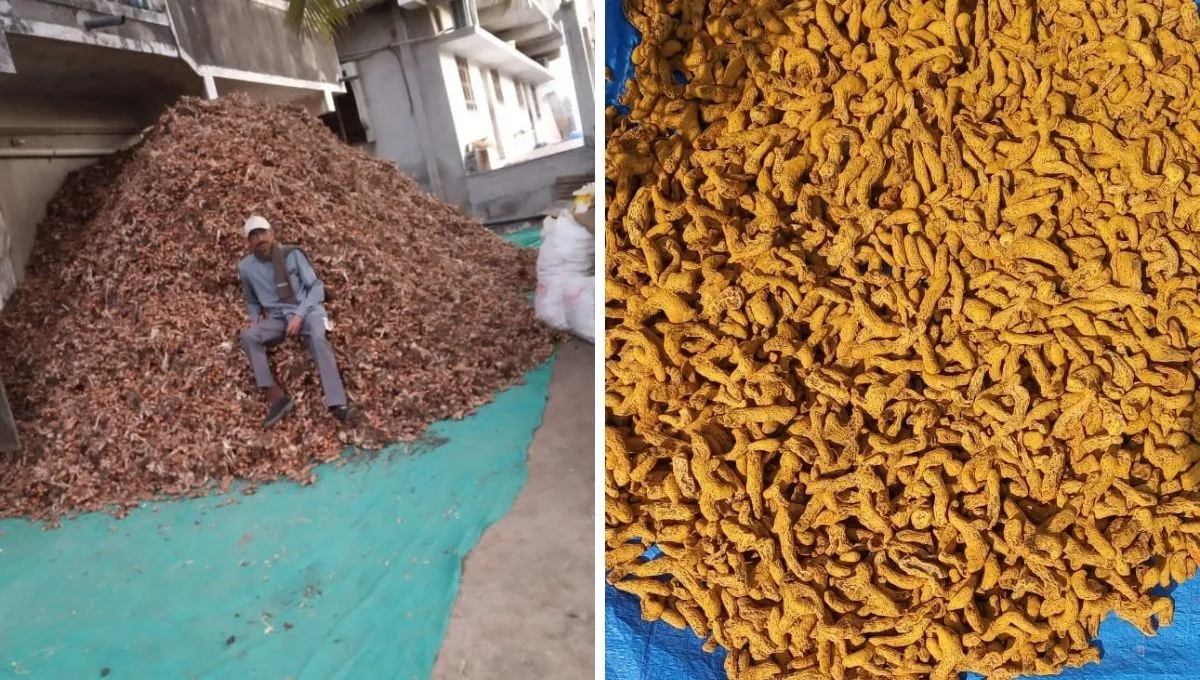 Dried Turmeric For Turmeric Powder Making Business