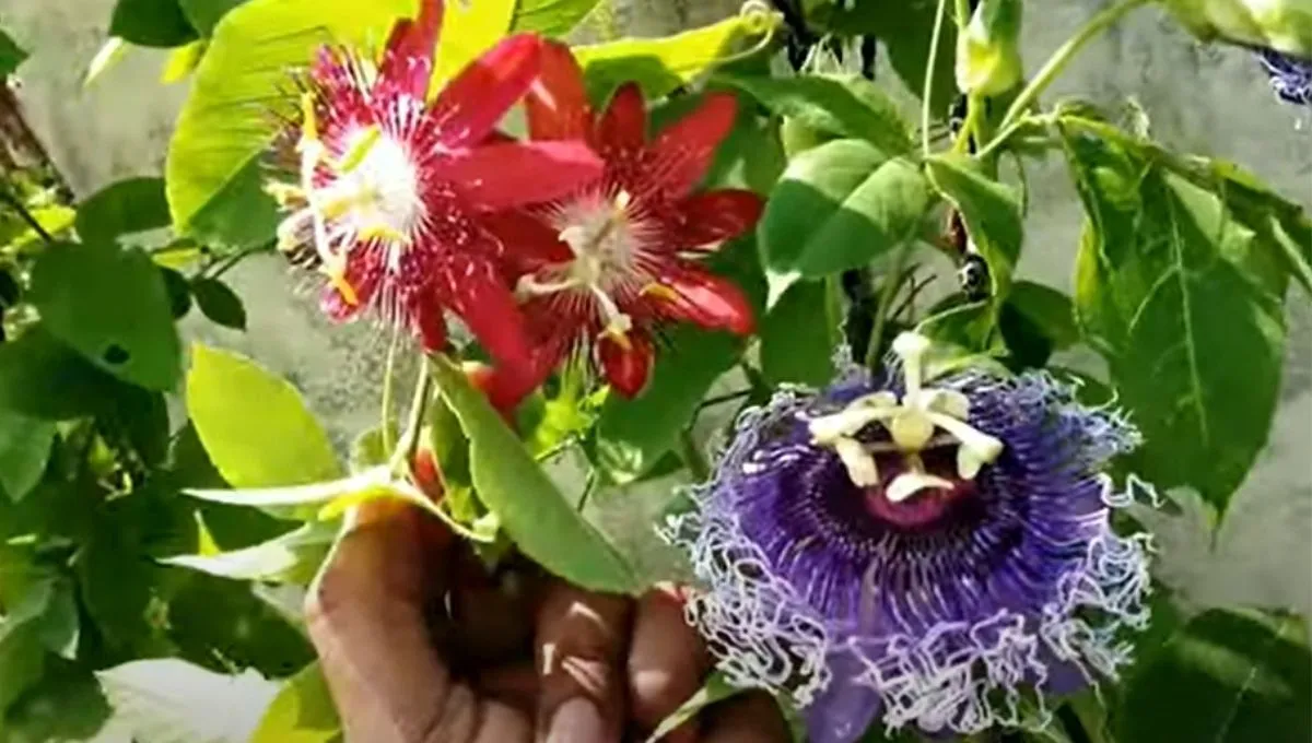 Passion Flower 