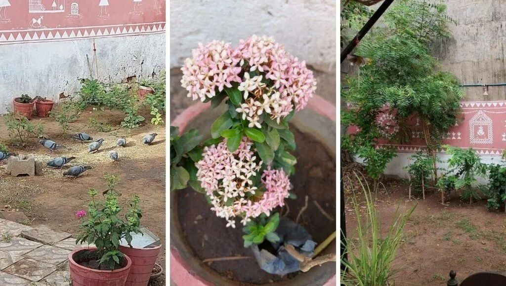eco friendly  garden