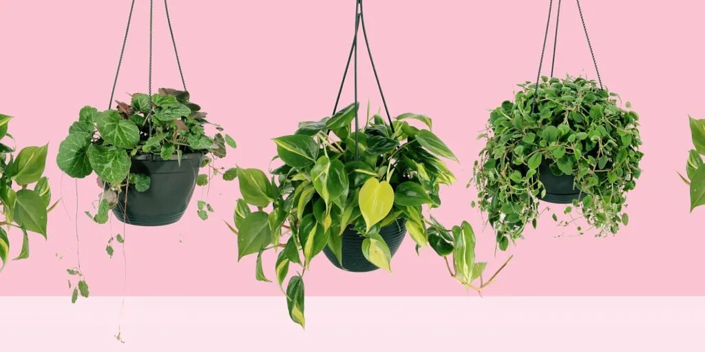 hanging plants & planters