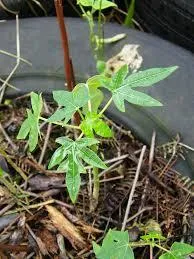 how to grow papaya