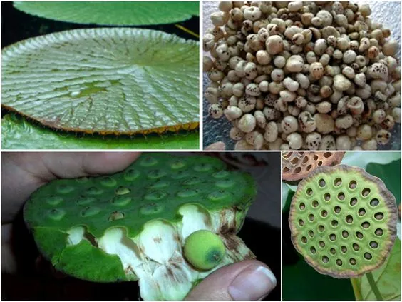 How to grow makhana