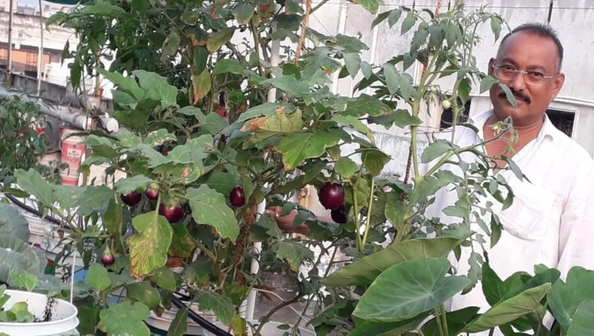 Hydroponics gardening 