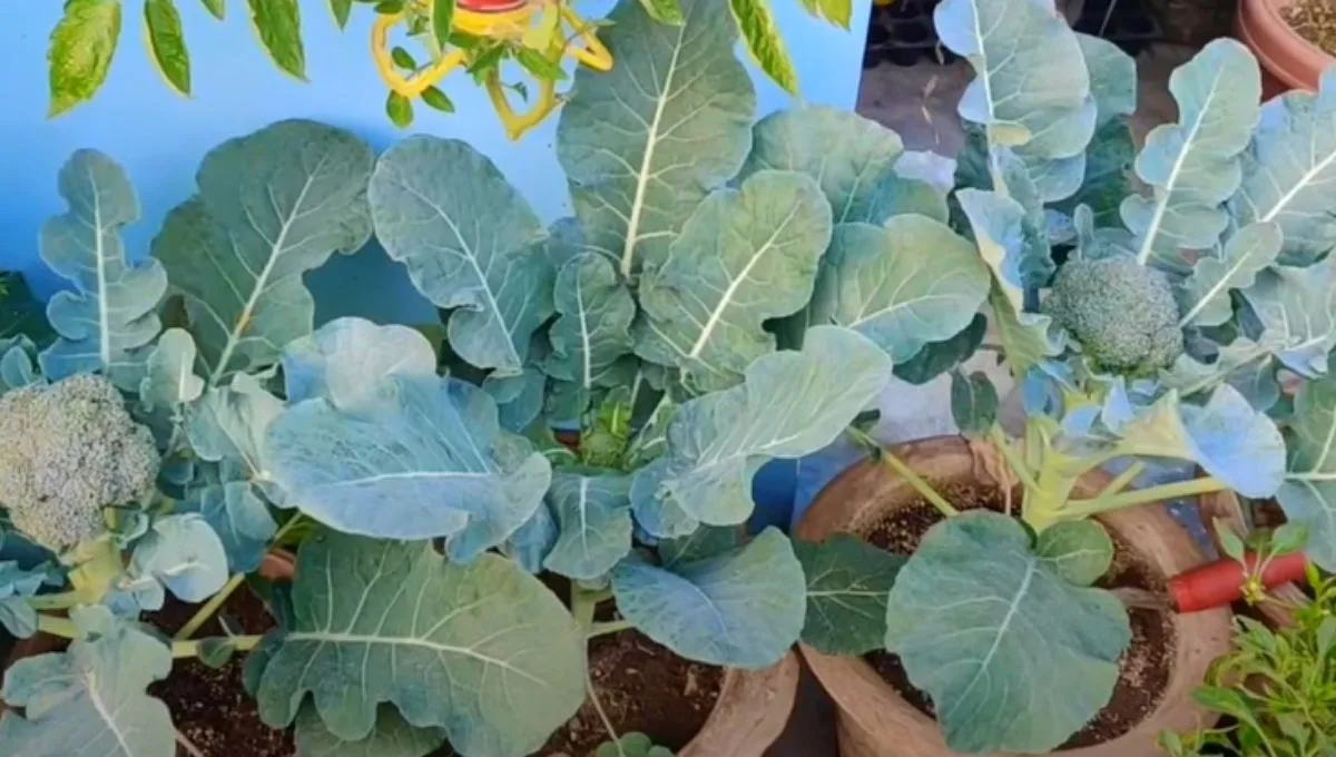 How to Grow Broccoli