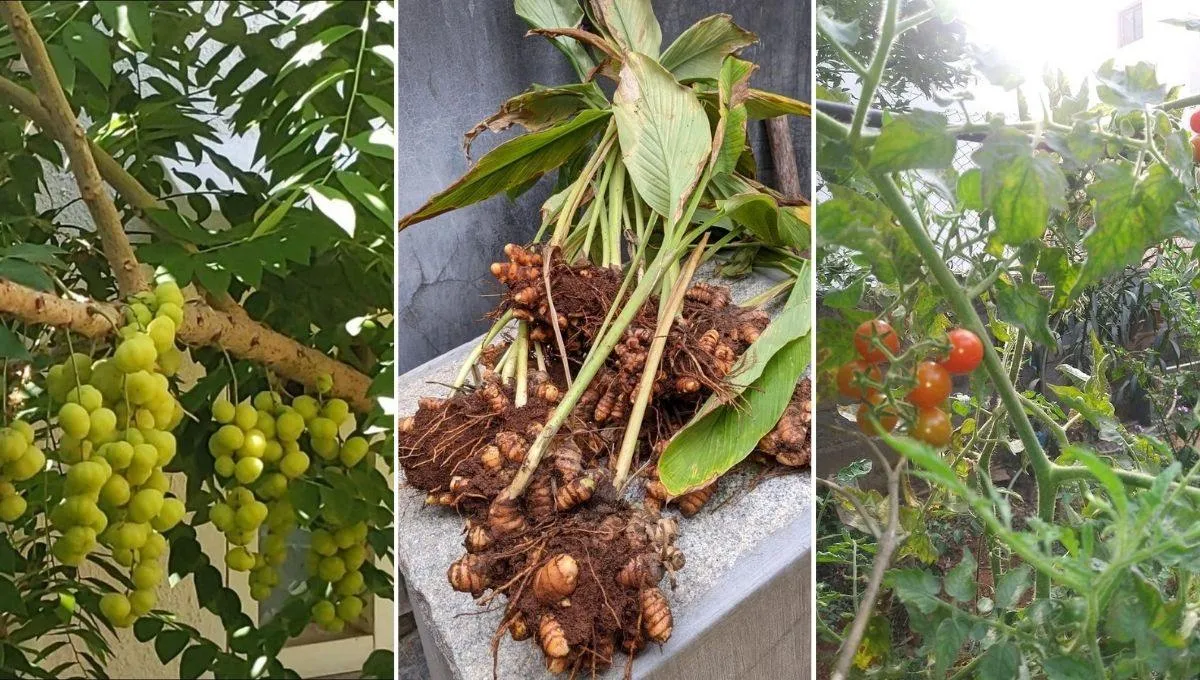 Organic Gardening 