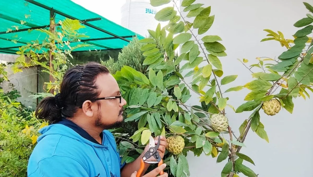 how to grow custard apple sitafal in pot