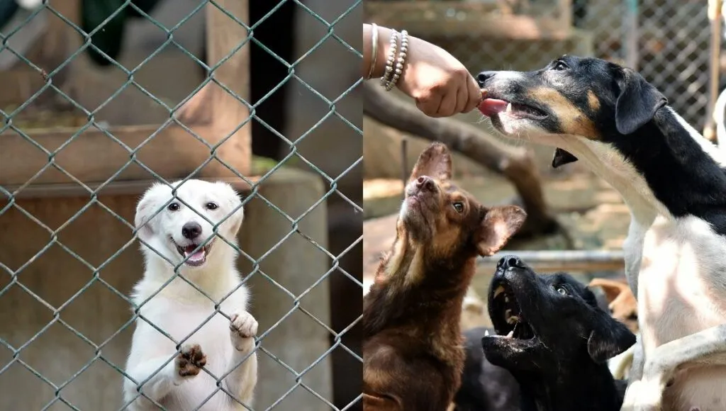 Rescued animal at shelter home 