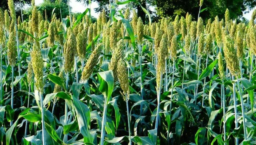 Superfood Jowar