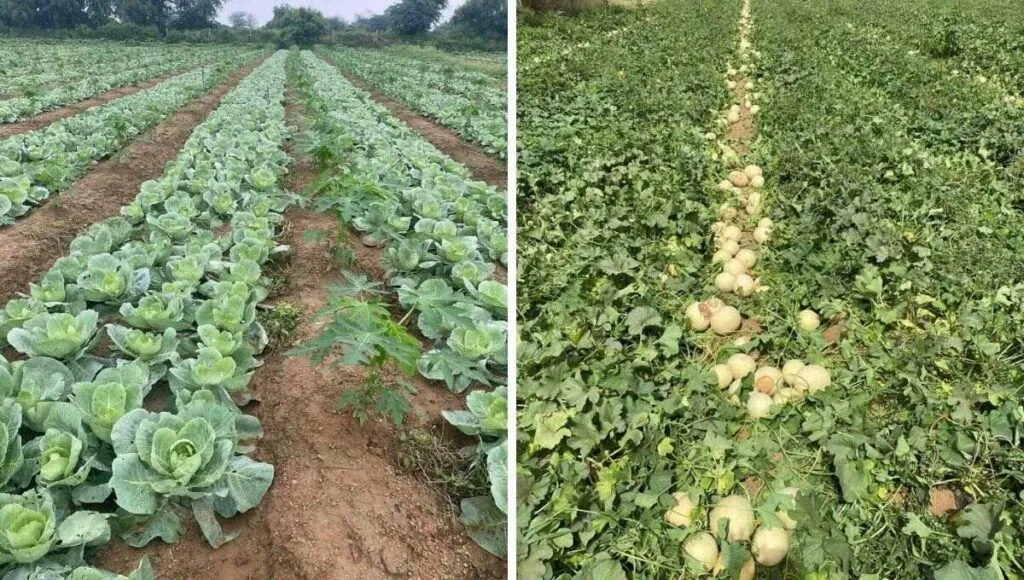farming business 