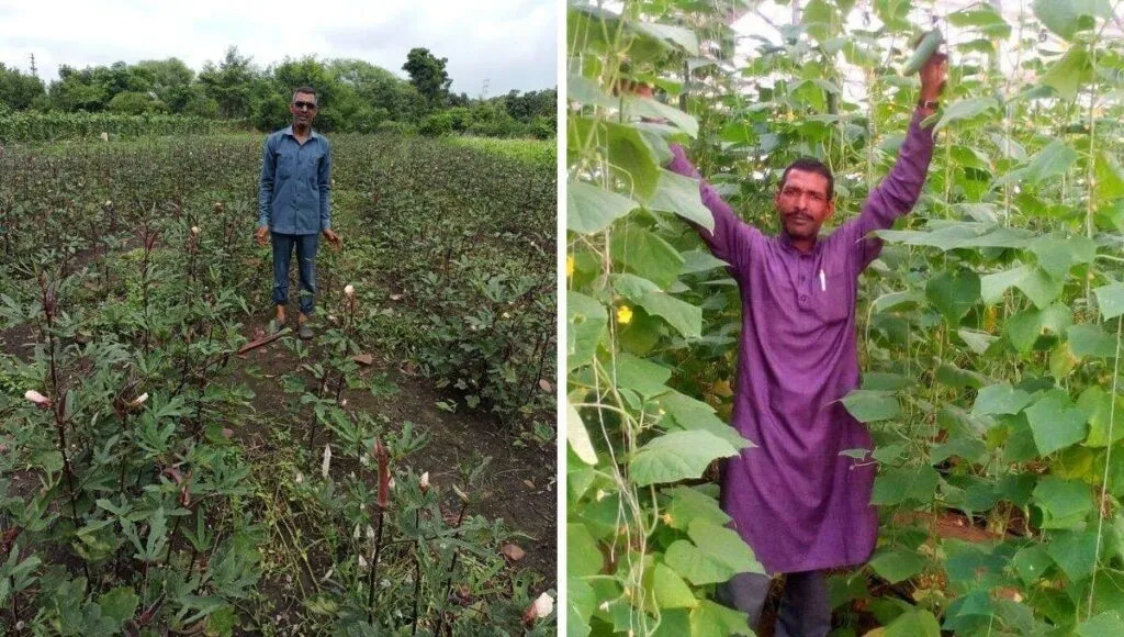 Misrilal rajput growing Red Ladyfinger 