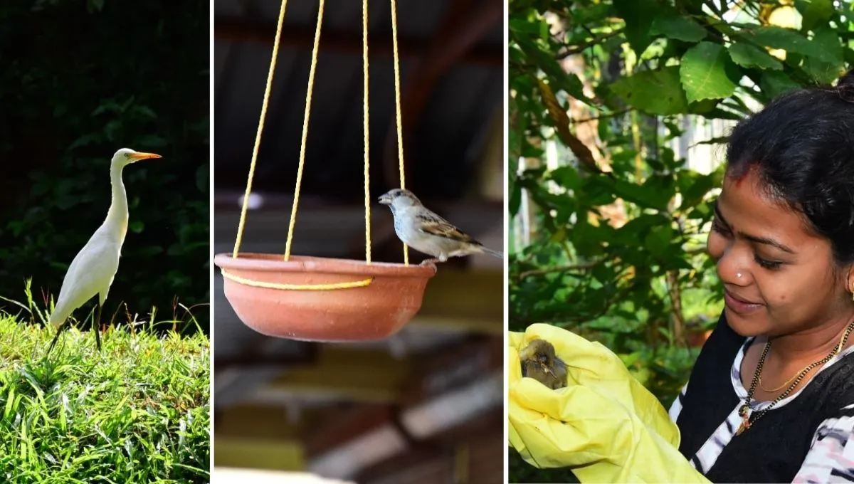 sparrow conservation