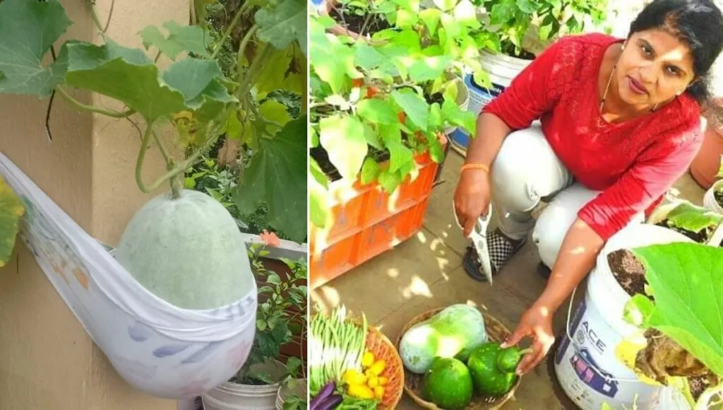 Grow Ash Gourd at home 