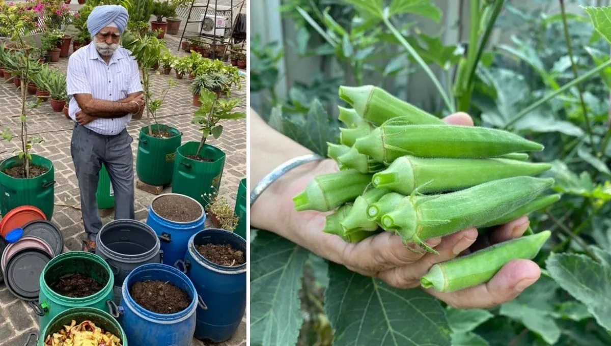 Rajinder Singh, doing gardening, composting & growing ladyfinger