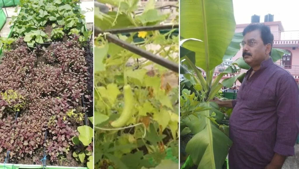 growing fruits and vegetables at home