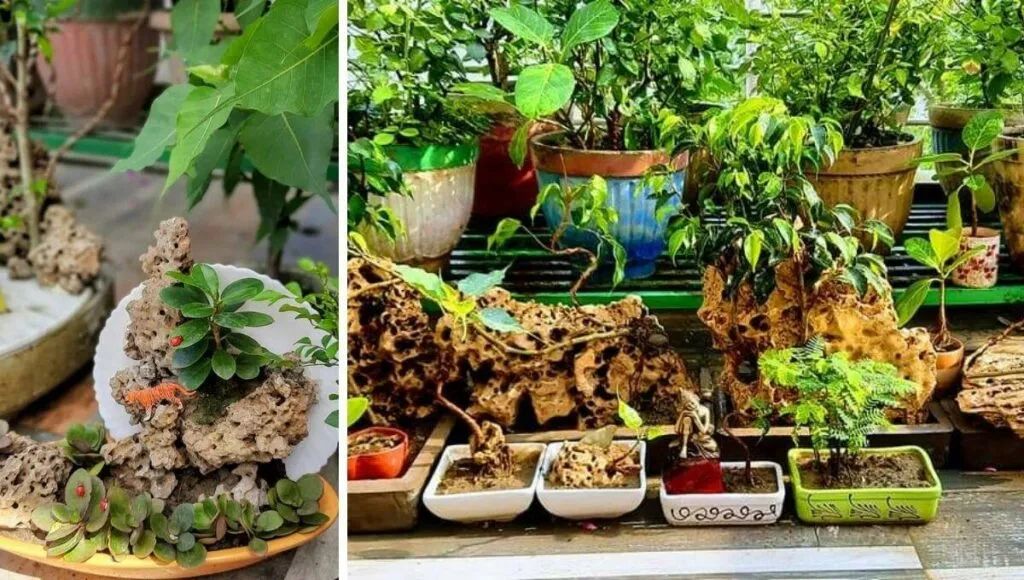 rock bonsai collection 